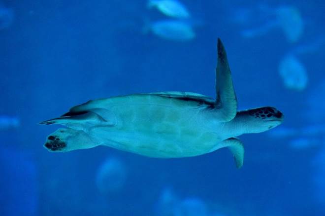 Human Medicines, Australia, Great Barrier Reef, Marine life