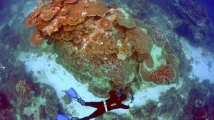 United Nations, Barrier Reef, Great Barrier Reef, health, IUCN, World Heritage Centre, LTSP