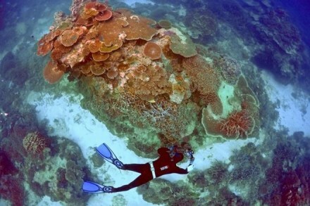 United Nations, Barrier Reef, Great Barrier Reef, health, IUCN, World Heritage Centre, LTSP