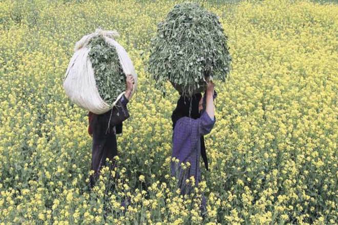 Cotton seed sales, Cotton seed sales in India, Cotton sales, NSAI, BT Cotton, Pink bollworm, IMD, Central Institute of Cotton Research