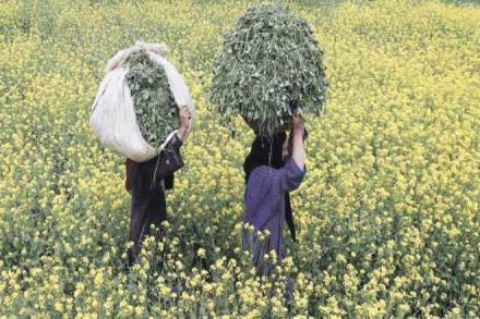 Cotton seed sales, Cotton seed sales in India, Cotton sales, NSAI, BT Cotton, Pink bollworm, IMD, Central Institute of Cotton Research