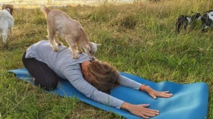 Goat Yoga, Adonna Ebrahimi, namaste, Yoga Day, world news