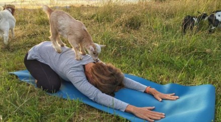 Goat Yoga, Adonna Ebrahimi, namaste, Yoga Day, world news Goat Yoga, Adonna Ebrahimi, namaste, Yoga Day, world news