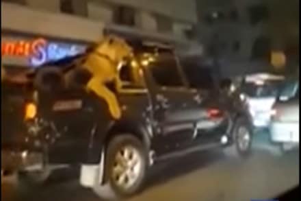 lion being transported in a pick up vehicle, pakistan, karachi, Karimabad area, Sindh, Gulberg, Sohail Anwar Siyal lion being transported in a pick up vehicle, pakistan, karachi, Karimabad area, Sindh, Gulberg, Sohail Anwar Siyal