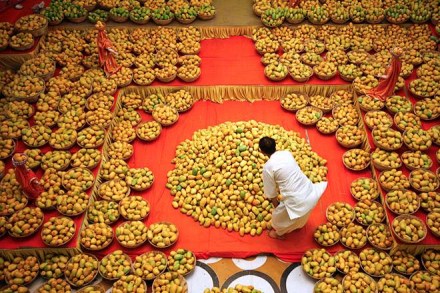 west bengal mango, west bengal mango export, west bengal mango produciton, west bengal mango India, where to find west bengal mango, west bengal mango in delhi,