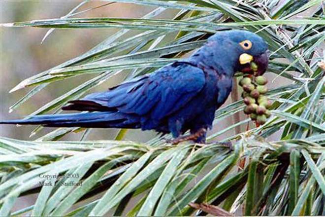 rare parrots, Blue-winged Amazon, rare blue parrots, blue parrots, rare blue parrot research, parrot research rare parrots, Blue-winged Amazon, rare blue parrots, blue parrots, rare blue parrot research, parrot research