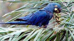 rare parrots, Blue-winged Amazon, rare blue parrots, blue parrots, rare blue parrot research, parrot research
