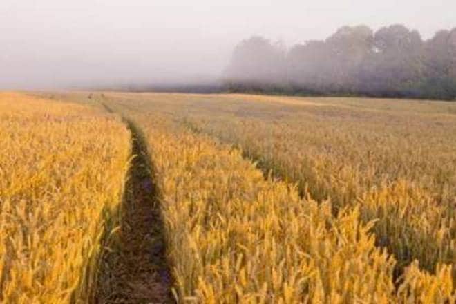 plant patents, protection of plant varieties, patent no-objection certificate, plant patent NOC, genetically-modified traits