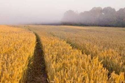 plant patents, protection of plant varieties, patent no-objection certificate, plant patent NOC, genetically-modified traits