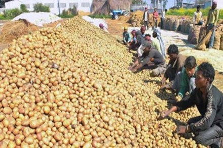 Uttar Pradesh potato farmers, farmers strike, farmers protest, up farmers, farmers agitation, potato farmers, Bhartiya Kisan Union Uttar Pradesh potato farmers, farmers strike, farmers protest, up farmers, farmers agitation, potato farmers, Bhartiya Kisan Union