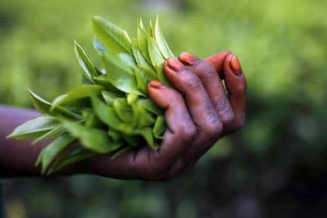 Scientists developed a plant, plant using carbon dioxide, plant producing renewable fuels, reduce greenhouse gas emissions, fossil fuels, Soletair plant, Lappeenranta University of Technology, LUT, VTT Technical Research Centre of Finland