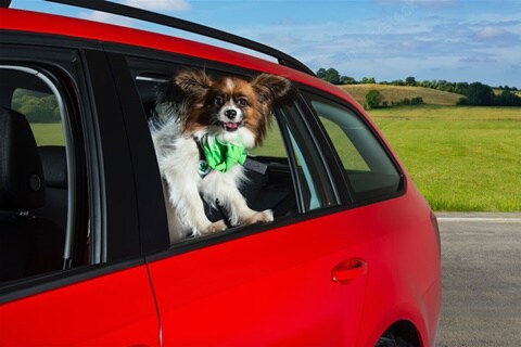 Skoda begins campaign ‘Dogs Die in Hot Cars’, to raise awareness on keeping dogs cool in cars