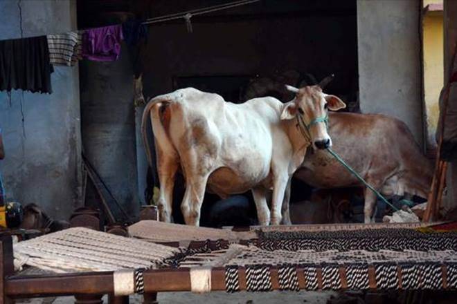 Goa Forward Party, Cow slaughter, animal Slaughter, sale of cattle for slaughter, Prevention of Cruelty to Animals Act, Sardesai, Goa Meat Complex Limited