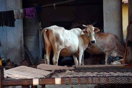 Goa Forward Party, Cow slaughter, animal Slaughter, sale of cattle for slaughter, Prevention of Cruelty to Animals Act, Sardesai, Goa Meat Complex Limited