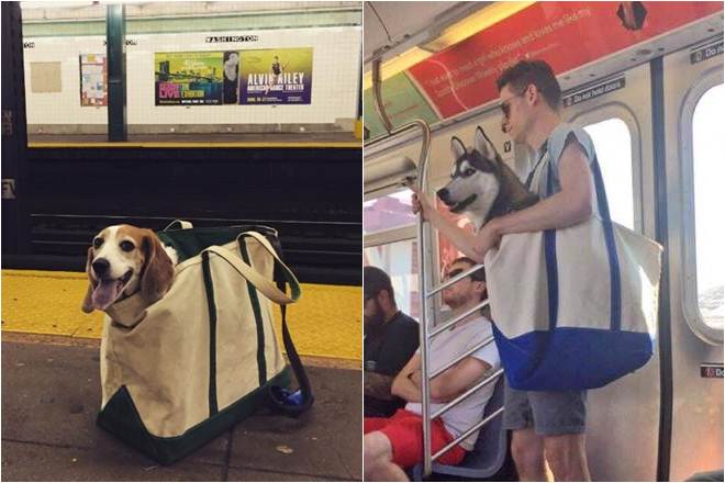 New York, New York City, New York City subway, New York City subway bans dogs, creative way to carry dogs, dogs, NYC, MTA, Metropolitan Transportation Authority, trending