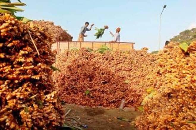 Turmeric market, turmeric trade high, turmeric increasing demand, turmeric commodity, turmeric exports