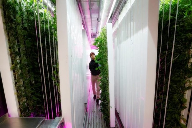 urban farming, farmer, farm shipping container, farmers, harvard graduate farming, Erik Groszyk, Erik Groszyk urban farm, square roots urban farming, square roots, farmer protests, farmer strikes, new york farm, agriculture