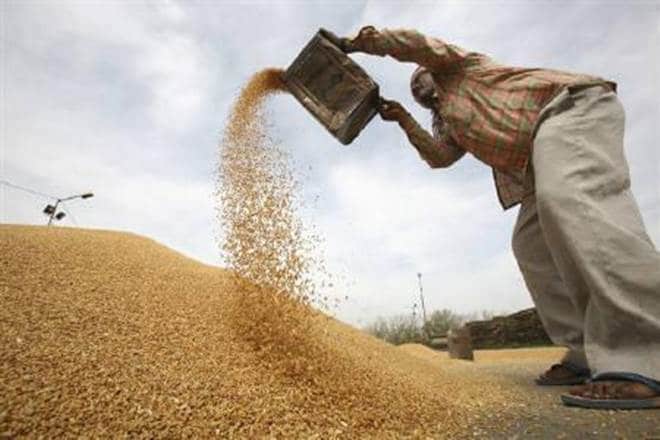 wheat, wheat marketing, price of wheat, purchase of wheat, Food Corporation of India, minimum support price, public distribution system, agricultural news