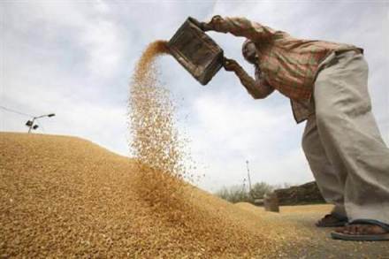 wheat, wheat marketing, price of wheat, purchase of wheat, Food Corporation of India, minimum support price, public distribution system, agricultural news