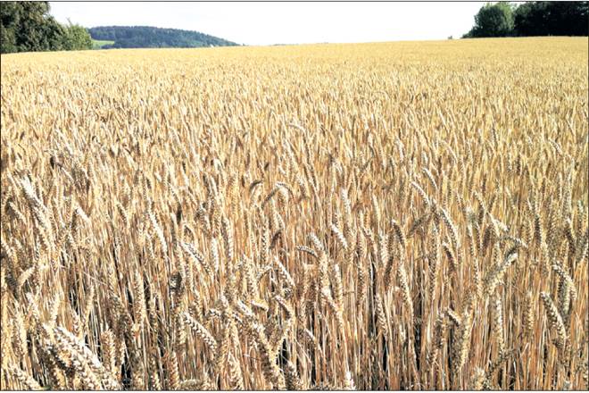 Yogi Adityanath, uttar pradesh,  National Food Security Act, Public Distribution System, Madhya Pradesh, grain stocks