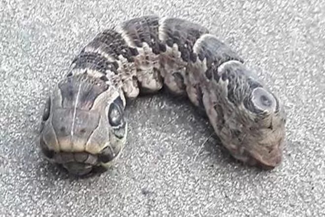 Worm, rare two headed creature, creature in space, two headed creature in space, two headed creature, space, International Space Station, ISS, space news, science news Worm, rare two headed creature, creature in space, two headed creature in space, two headed creature, space, International Space Station, ISS, space news, science news