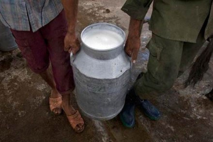 milk production in india, india milk production, largest milk producer, india largest milk producer