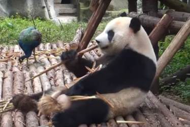 Panda, Peacock, Kung Fu Panda, Chengdu Panda Research Base, China