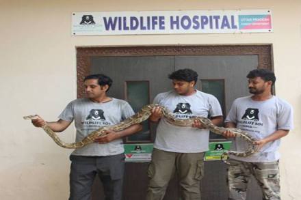 IAF, Python snake, Airforce transport plane, Snake in transport plane, Agra airbase, Wildlife SOS, Python trapped