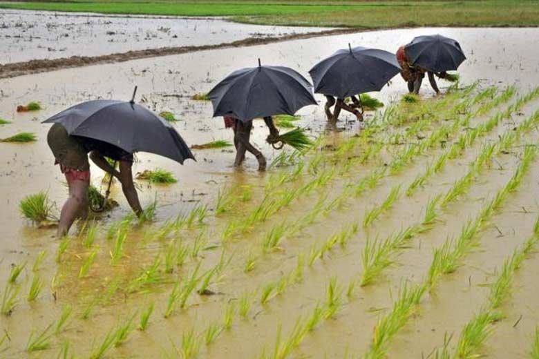 Monsoon, India, rainfall, kharif sowing
