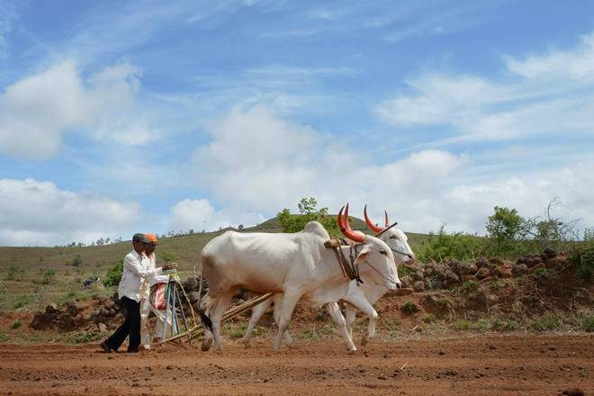 monsoon, soybean operations, soybean crop, farmers, farmers india, agriculture, monsoon india monsoon, soybean operations, soybean crop, farmers, farmers india, agriculture, monsoon india