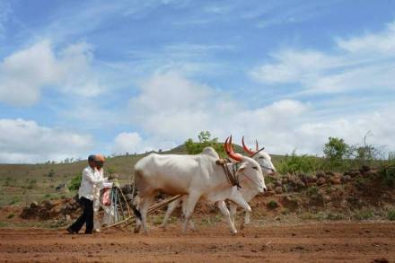 monsoon, soybean operations, soybean crop, farmers, farmers india, agriculture, monsoon india monsoon, soybean operations, soybean crop, farmers, farmers india, agriculture, monsoon india