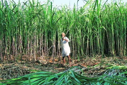 sugar traders, sugar traders in india, sugarcane traders, Sugar prices, Sugar prices in india, Sugar prices after GST, GST in India, Bombay Sugar Merchants Association, National Federation of Cooperative Mills, Sugar market