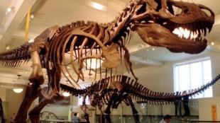 T rex, Tyrannosaurus rex, Tyrannosaurus rex running ability, paleontologists, Cretaceous-era, Professor William Sellers university's School of Earth and Environmental Sciences, Professor William Sellers, Royal Society journal Biological Sciences, University of Manchester research