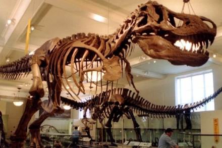 T rex, Tyrannosaurus rex, Tyrannosaurus rex running ability, paleontologists, Cretaceous-era, Professor William Sellers university's School of Earth and Environmental Sciences, Professor William Sellers, Royal Society journal Biological Sciences, University of Manchester research T rex, Tyrannosaurus rex, Tyrannosaurus rex running ability, paleontologists, Cretaceous-era, Professor William Sellers university's School of Earth and Environmental Sciences, Professor William Sellers, Royal Society journal Biological Sciences, University of Manchester research