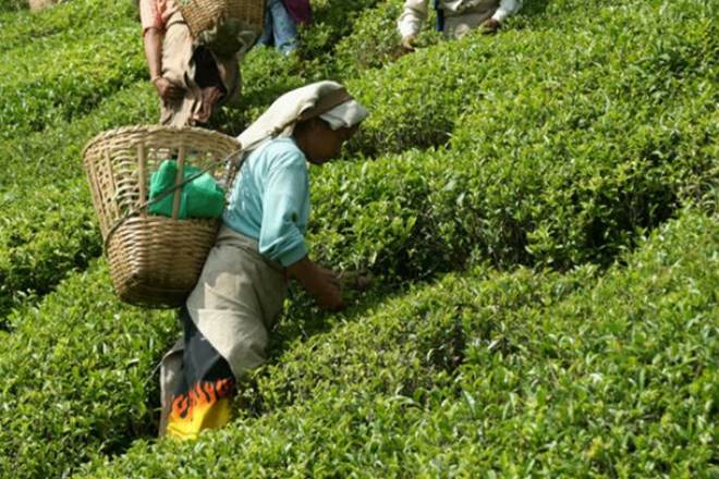 tea, tea consumption in india, NSS, National Sample Survey, Camellis sinensis, tea import, tea import in india, tea estates, tea estates in india, Plantations Labour Act