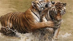 Tiger census, living tigers, number of tigers, Sundarbans, natural tiger habitat, Bangladeshi Sundarbans, Bengal Tiger Conservation Activity project, tiger habitat, tiger population, population of tigers