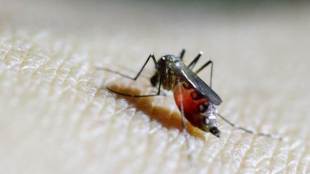 Zika virus, Zika cases, Thailand, Phichit, Wirasak Wichitsaengsi, kill mosquitoes