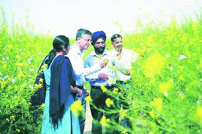 mustard, Economists, Narendra Modi mustard, Economists, Narendra Modi