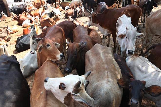 cow, cow hiv, cow hiv cure, cow can cure hiv cow, cow hiv, cow hiv cure, cow can cure hiv