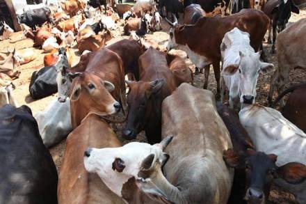 cow, cow hiv, cow hiv cure, cow can cure hiv cow, cow hiv, cow hiv cure, cow can cure hiv