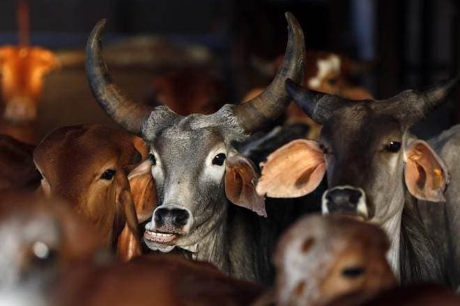 free cow scheme, free goat scheme, free cow in tamil nadu, p balakrishna reddy, balakrishna reddy