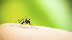 dengue mosquitos google, google machine raised mosquitoes, debug fresno google, aedes aegypti mosquitoes