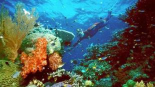 Mesoamerican Reef, Central America, fish species, Healthy Reefs for Healthy People Initiative, Caribbean, Reef protection, Melanie McField 