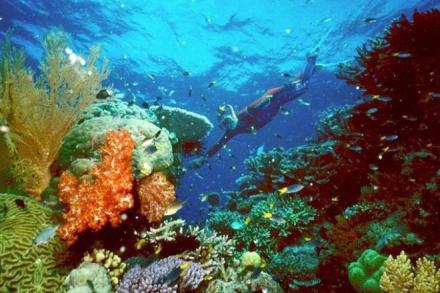 Mesoamerican Reef, Central America, fish species, Healthy Reefs for Healthy People Initiative, Caribbean, Reef protection, Melanie McField Mesoamerican Reef, Central America, fish species, Healthy Reefs for Healthy People Initiative, Caribbean, Reef protection, Melanie McField