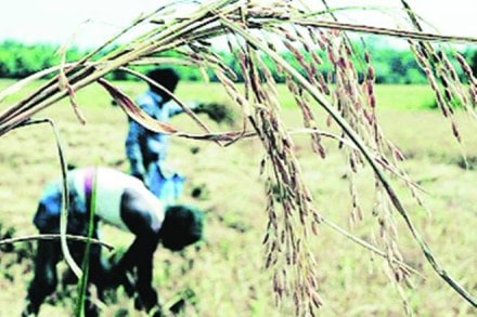 Farm, agriculture, agriculture sector, import, export