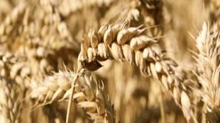 cheaper imports, Indian wheat, wheat security