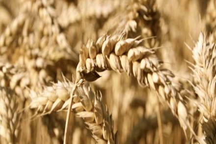 cheaper imports, Indian wheat, wheat security