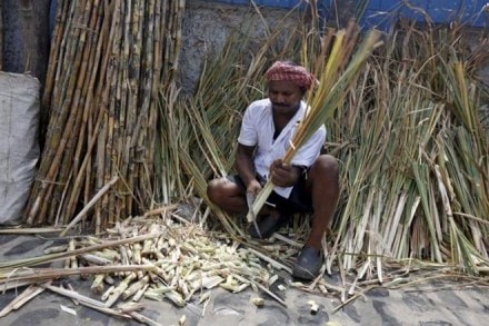 Monsoon, Huge fall in sugar, sugar year, Import, industry circles