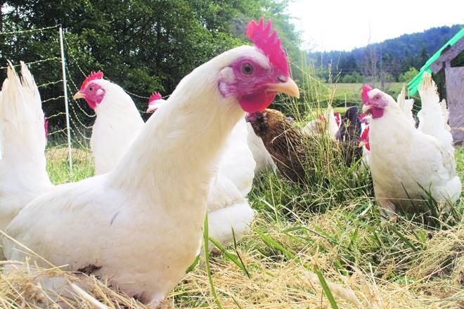 gst, gst news, gst latest news, gst impact, gst aftermath, gst on chicken, gst on chicken price, kerala government on gst, kerala chicken traders