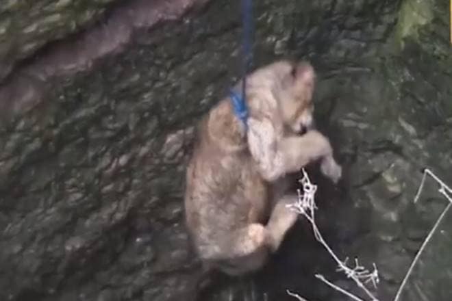 lions, gir somnath, lion rescue operation, lioness rescue operation, lioness rescued in gir somnath, lioness rescue operation video, lion rescued, lion story, lioness story lions, gir somnath, lion rescue operation, lioness rescue operation, lioness rescued in gir somnath, lioness rescue operation video, lion rescued, lion story, lioness story